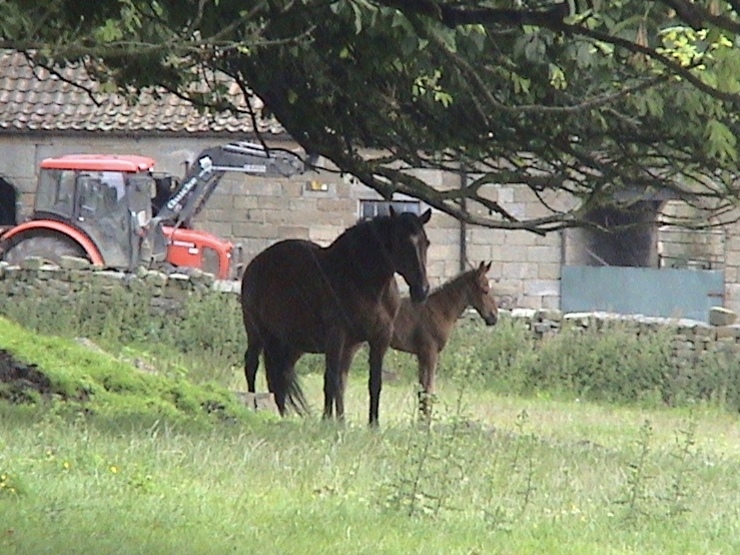 Mare and foal at farm